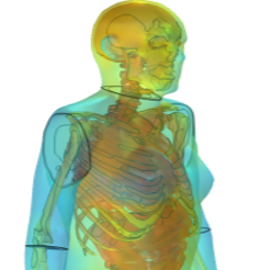 Development of Female and ...